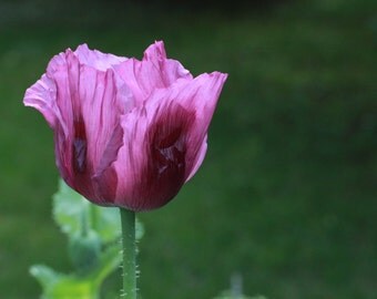 Hungarian Blue Bread Seed Poppy, Purplish Blue Blooms, 25 Seeds