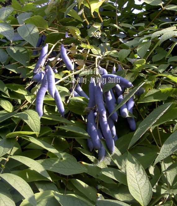 Blue Sausage Tree 10 seeds Dead Mans by SerendipitySeedsCom