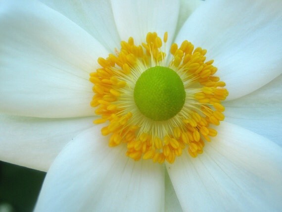 anemone blanca