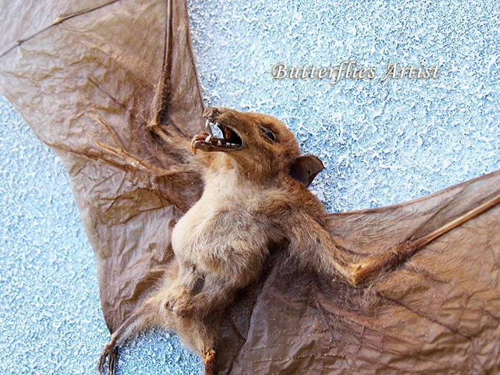 Wolf Faced Bat Eonycteris Spelaea Taxidermy Framed In Museum