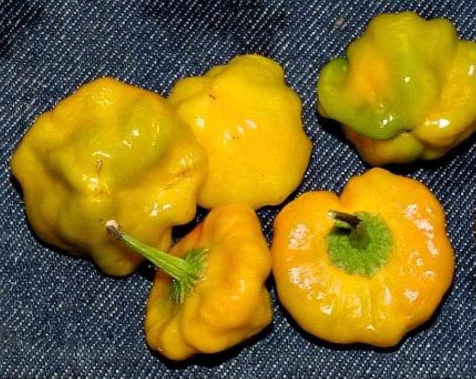 Jamaica Yellow mushroom Hot PeppersCapsicum annuum Fresh