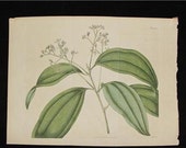 Large 19 C. Antique 1818 Botanical Print H/C Copperplate Curtis Cinnamon Tree