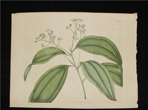 Large 19 C. Antique 1818 Botanical Print H/C Copperplate Curtis Cinnamon Tree