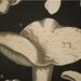 Leuba Folio Mushroom Chromolithograph  1890 Plate XII Antique Print