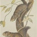 Antique Audubon Stone Lithograph Print 1851 Quadruped Octovo Collis Squirrel