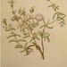 Rare Knorr Folio Antique Botanical Print Copper Plate Engraving Ice Plant 1760