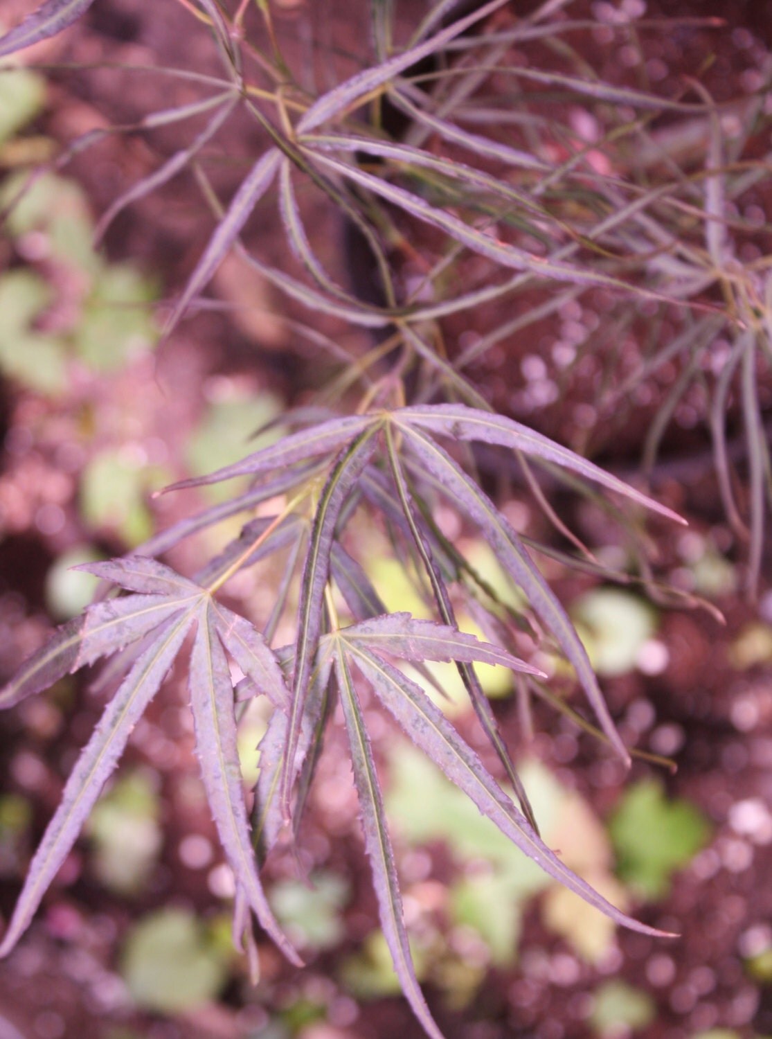 25 STRATIFIED Red Spider Japanese Maple Tree by TheMapleTreeLady