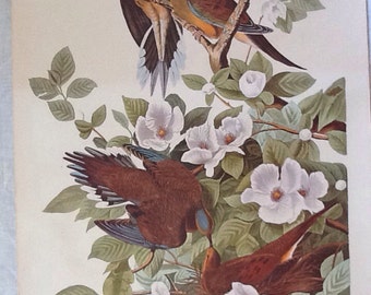 JJ Audubon Carolina Turtle Dove Print By R. Havell