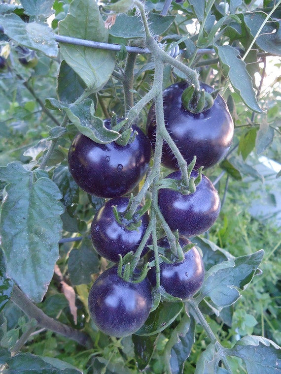 OSU Blue Tomato seeds image