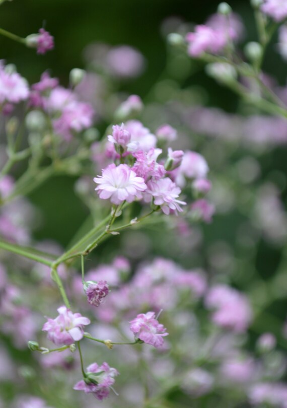 ON SALE Pink Baby's Breath Plant 2014 Seeds by SeedGenie on Etsy