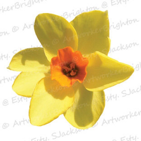 Daffodil Head Yellow Orange. PNG Clip Art by ArtworkerBrighton