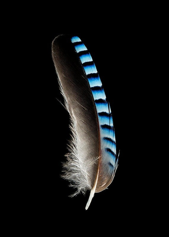 Eurasian Jay Feather Bird Fine Art Photograph Nature