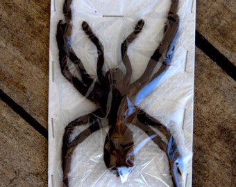 UNMOUNTED GIANT Birdeating Tarantula - Taxidermy - Ready to spreading