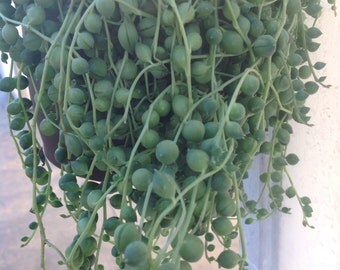 Succulent plant, String of Pearls, the perfect plant for a hanging basket.