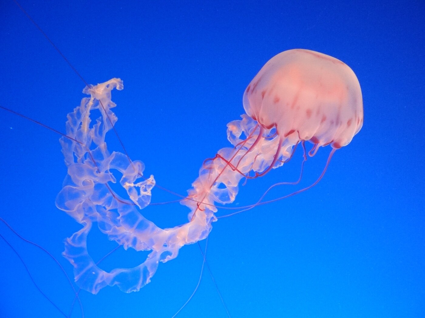 Unique 20 Handmade Card Jellyfish