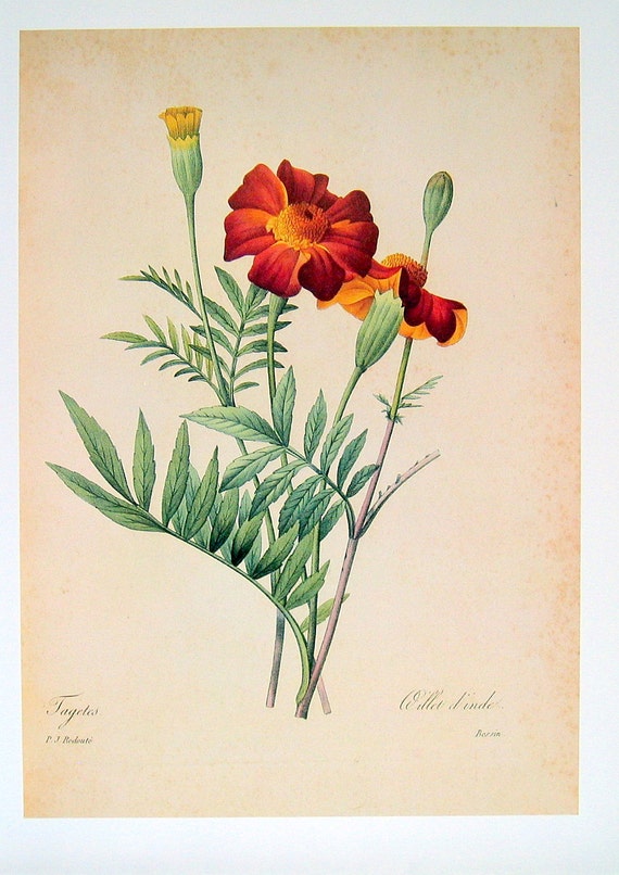 Marigold Redoute Botanical Print 1979 Vintage Flowers Book