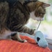 Extra large, crinkly, wool sock, organic catnip cat toy mouse