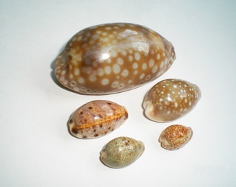 Cowry Seahells Group of Five Assorted Natural Seashells (Item H 73)