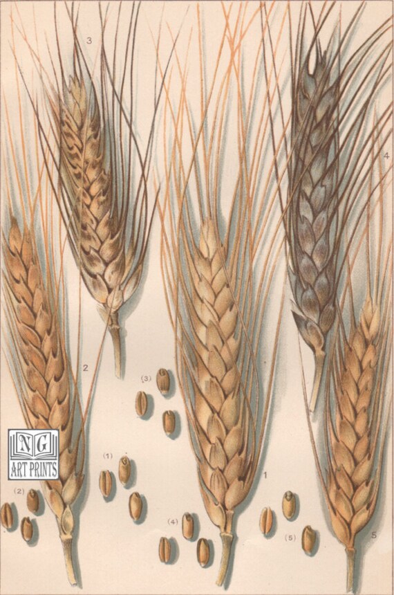 Antique Botanical Print Wheat Print Vintage Botanical