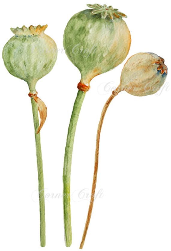 Digital watercolour poppy seed heads seed pods printable