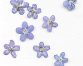 Forget-Me-Nots -  Pressed Flowers - Pressed Forget-Me-Not