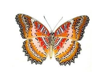 Real Cethosia biblis "Red Lacewing" Butterfly, spread for your project or laminated or unmounted