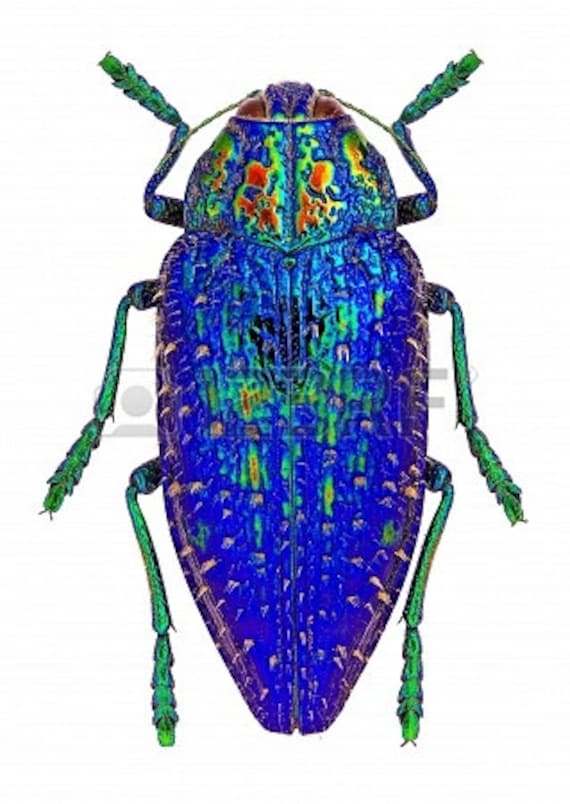 Blue Rainbow Jewel Beetle Polybothris sumptuosa gema Real