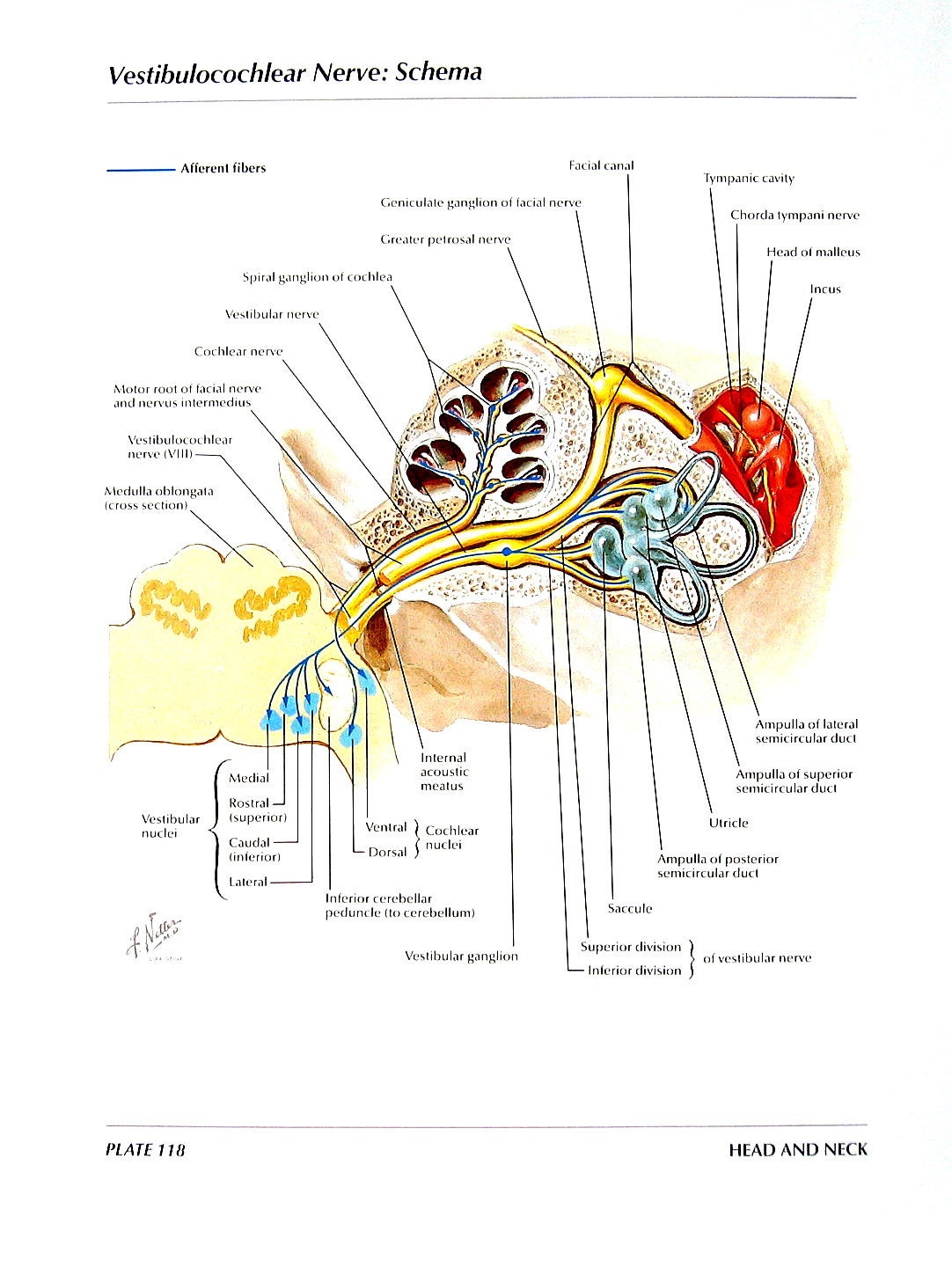 Cochlear Nerve