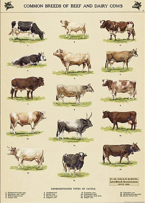 Items similar to Cavallini & Co Cow Breeds Chart Decorative Wrap 20