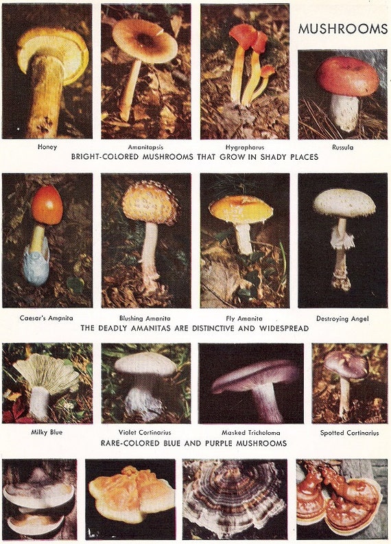 Items similar to Color Print of Mushrooms of different types on Etsy