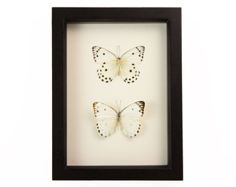 Real Butterfly Collection Polka Dot Insect Wall Art Belenois calypso