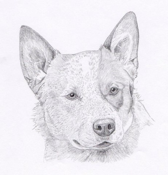 Australian Cattle Dog Blue or Red Heeler Signed Personalized