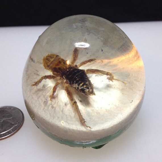 Cast Resin Sphere Creepy Potato Bug by skatemonk on Etsy