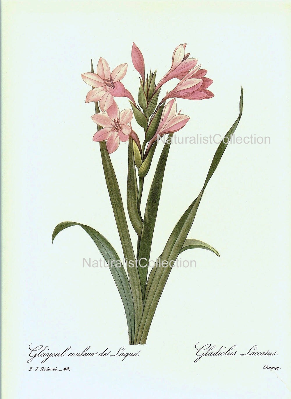 BOTANICAL PRINT 1981 Redoute Art Print 49 Pink Gladiolus