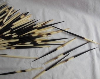 South African Porcupine Quills- 7 - 12" (Three), quills, porcupine, african