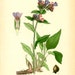 ANTIQUE 1905 BOTANICAL BOOK Plate 85 Pulmonaria Officinalis (Common Lungwort)