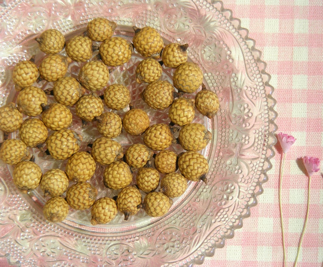 40 Dried Rattan Seeds for Crafting Handmade by byThita on Etsy