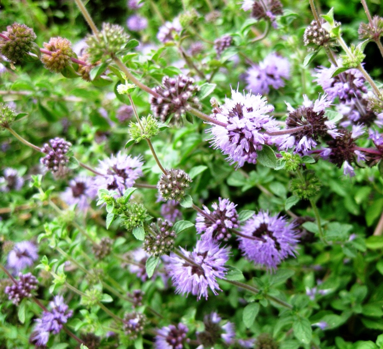 Pennyroyal Mentha pulegium Seeds Organic by WallFlowerGardenShop