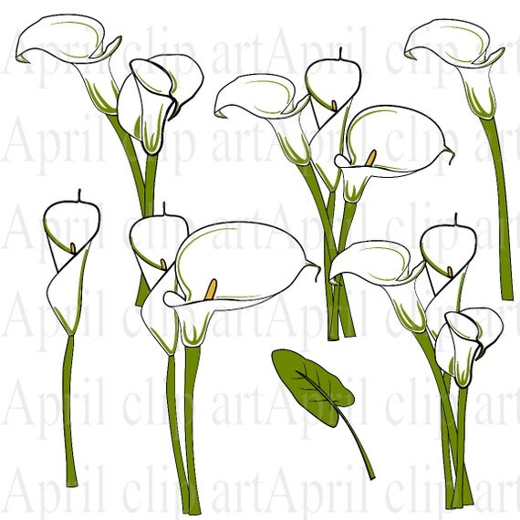 free clip art calla lily flower - photo #30