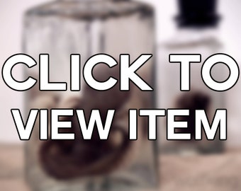Real Preserved Baby Octopus Triangle jar Wet Specimen - XS mature - Oddities curiosity Davy Jones