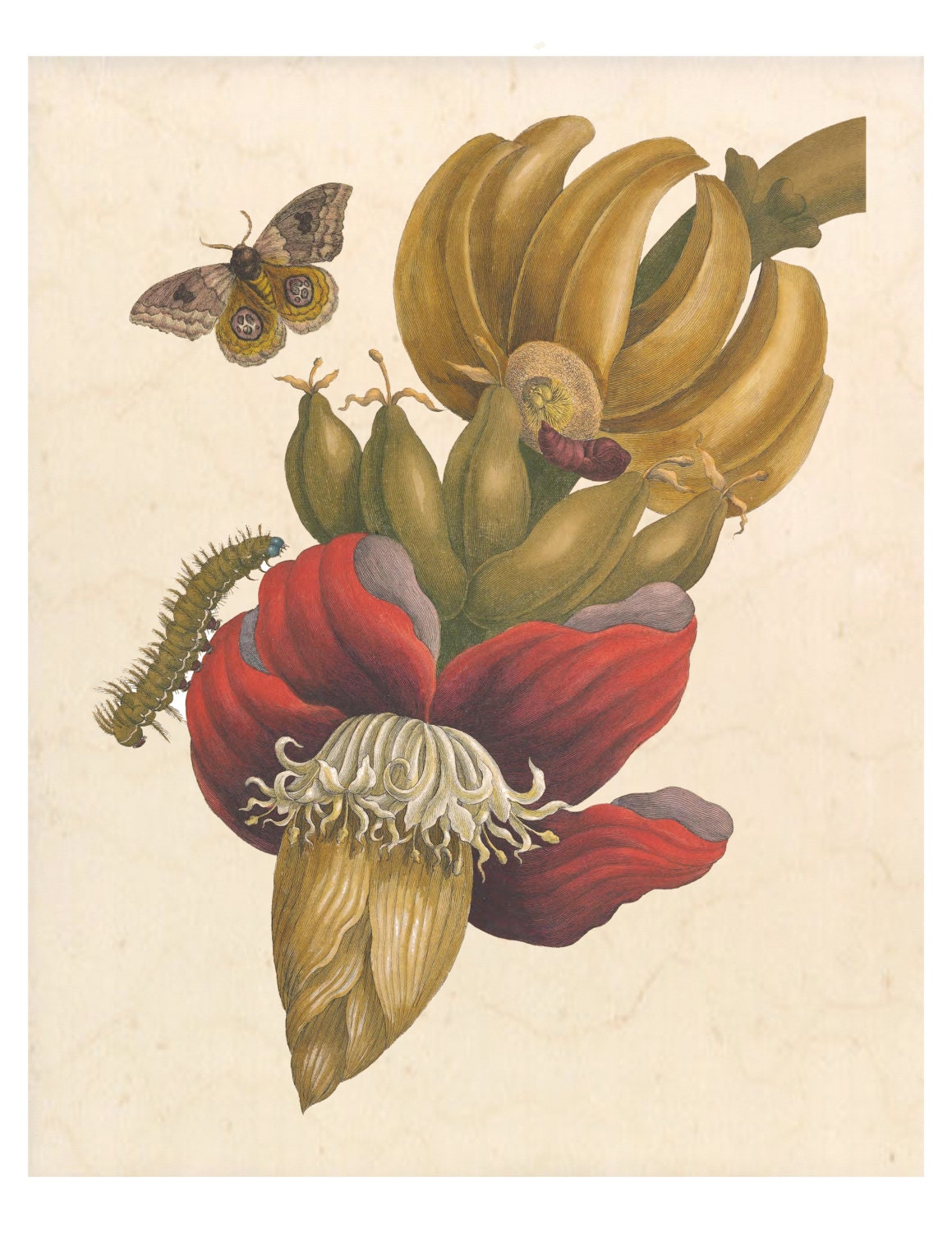Banana Art Print Banana Poster Vintage Botanical
