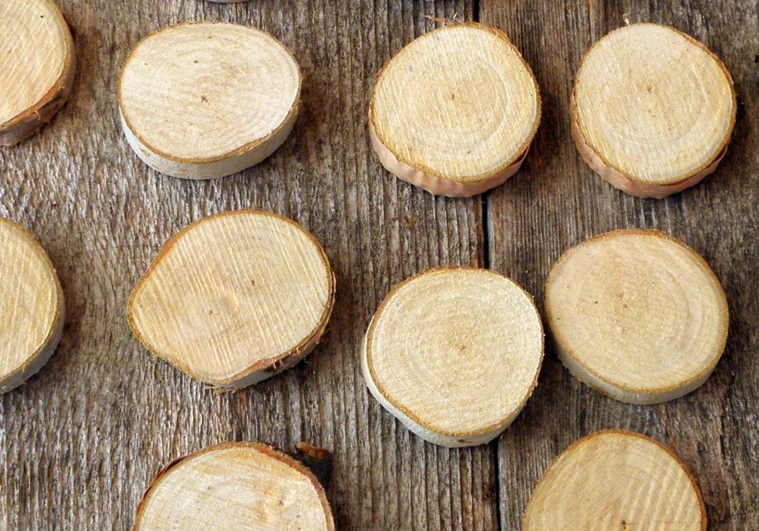 WHITE BIRCH WOOD Slices 1.5 2 Diameter by by TheRusticWoodshed