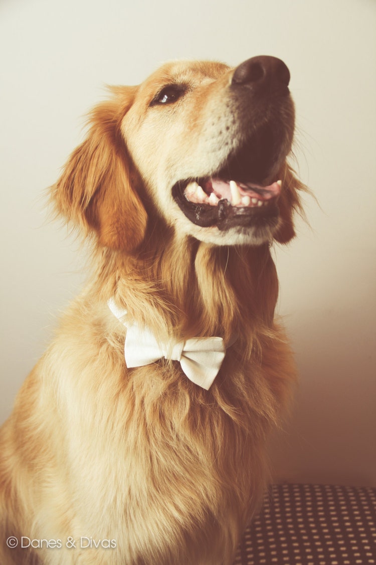 Ivory Linen Dog Bow Tie Wedding Formal Dog and by DanesAndDivas