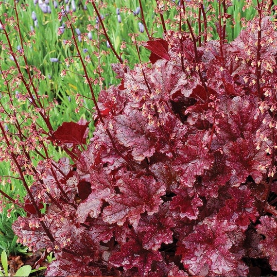 Heuchera Berry Marmalade Plant Coral Bells by FreshGardenLiving