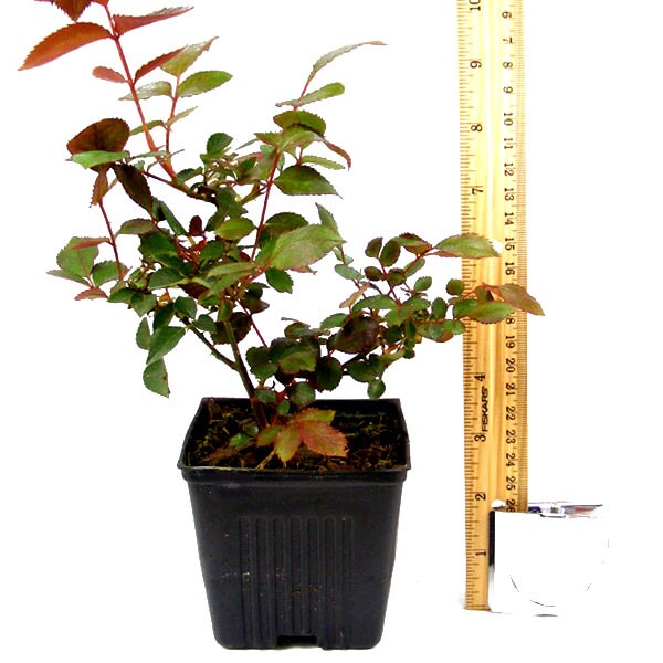 Rosas de bajo mantenimiento • Fertilizante GreenView