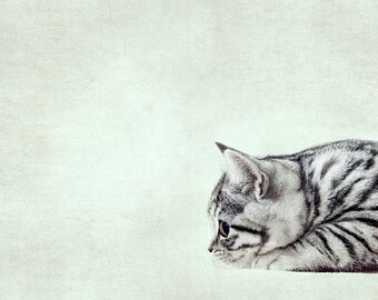Cute stripey little kitten photograph, silver turquoise tiger mint pastel, home decor, monochrome print also available, cat and pet lovers