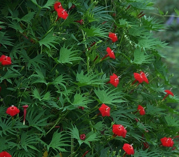 cardinal climber vine seedsipomoea x multifida hummingbirds cardinal climber vine seedsipomoea x multifida hummingbirds