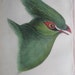 3 Jardine H/C Bird Prints 1833-44 Plates 19, 20, 21,