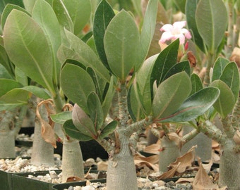 Adenium Obesum Caudex Succulent Plant