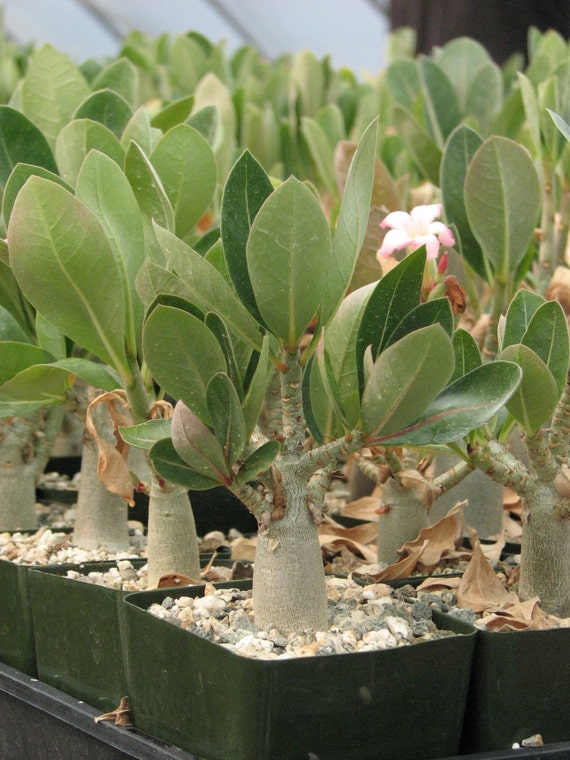 Adenium Obesum Caudex Succulent Plant